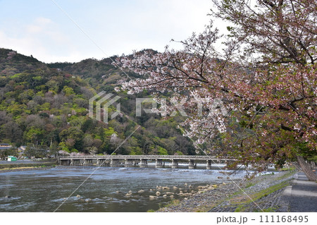 日本の春の京都　嵐山周辺の街並み　観光名所の渡月橋と桂川　美しい桜と新緑 111168495