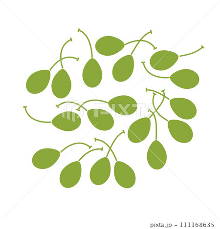 Caper berries group. Flat vector illustration isolated on white background. Caper berries group. Flat vector illustration isolated on white background. 111168635