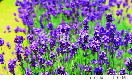 ラベンダー畑の満開のラベンダーの花の風景 ラベンダー畑の満開のラベンダーの花の風景 111168695