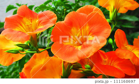 満開のノウゼンカズラの花の風景 111168697