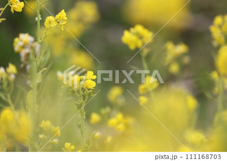 黄色いアブラナの花 111168703