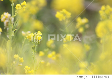 黄色いアブラナの花 111168704