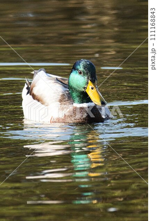 マガモ 111168843