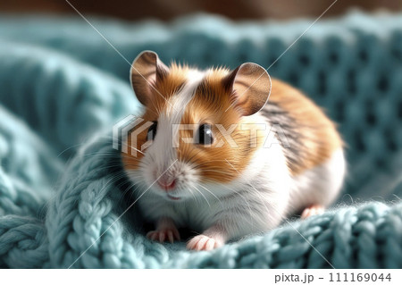 Close up hamster resting on sofa under knitted blanket. Close up hamster resting on sofa under knitted blanket. 111169044