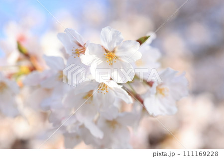 さくら9155 111169228