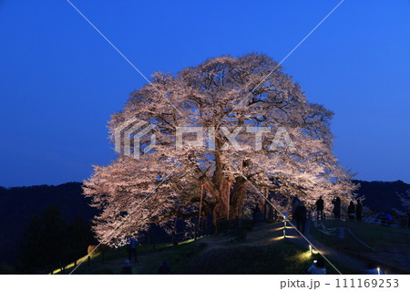 醍醐桜9839 111169253