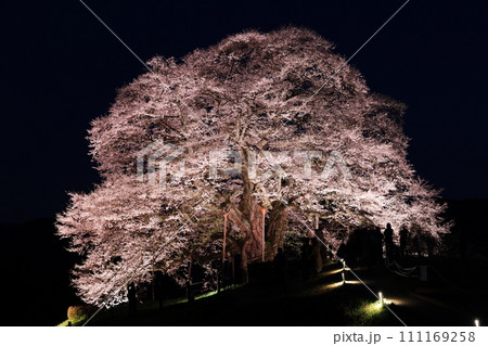 醍醐桜9867 醍醐桜9867 111169258
