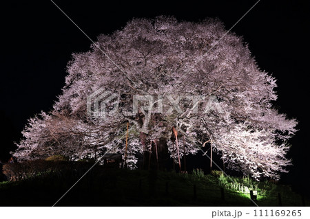 醍醐桜9885 111169265