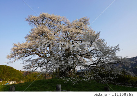 醍醐桜3434 111169268