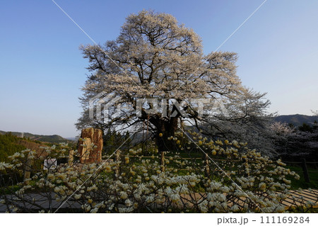 醍醐桜3419 111169284