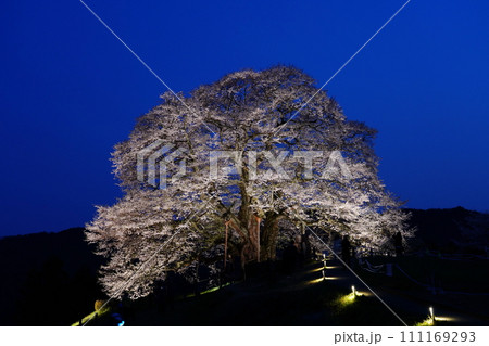 醍醐桜3470 醍醐桜3470 111169293