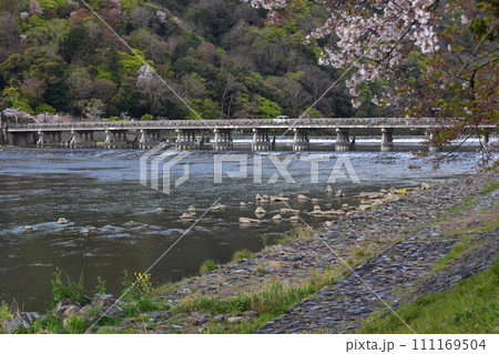 日本の春の京都 嵐山周辺の街並み 観光名所の渡月橋と桂川 美しい桜と新緑 橋を渡る乗用車 日本の春の京都 嵐山周辺の街並み 観光名所の渡月橋と桂川 美しい桜と新緑 橋を渡る乗用車 111169504
