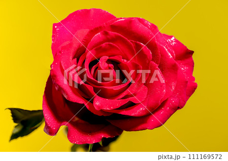 Red tea rose on a yellow background 111169572