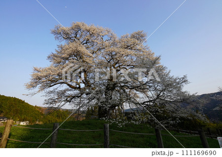 醍醐桜3432 111169690