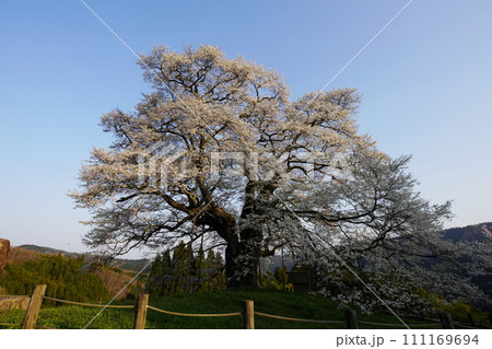 醍醐桜3424 醍醐桜3424 111169694