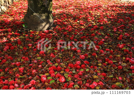 ツバキ5644 111169703