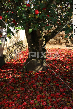 ツバキ5646 111169704