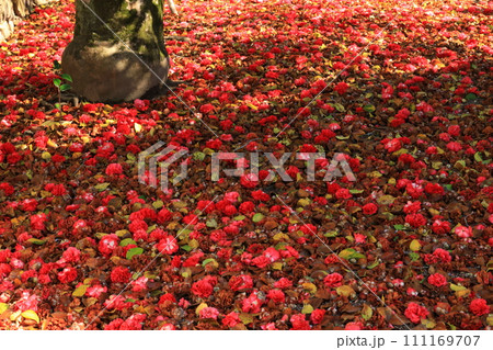 ツバキ5702 111169707