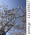 青空に映える桜 111169827