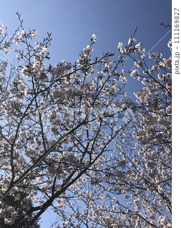 青空に映える桜 111169827