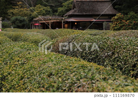 茶畑の向こうに見える古民家 111169870