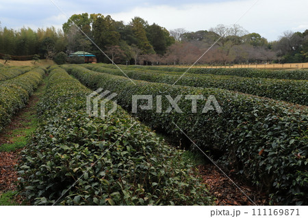 茶畑が広がるのどかな景色 111169871
