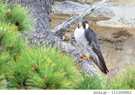 松の木に止まるハヤブサ成鳥 松の木に止まるハヤブサ成鳥 111169962
