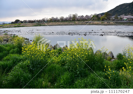 日本の春の京都　嵐山周辺の街並み　桂川と土手に咲く菜の花　曇り空と遠くの桜並木 111170247