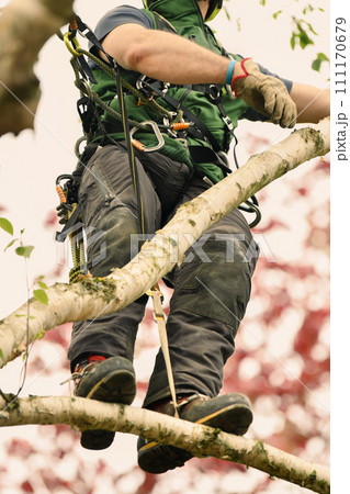 Man climber on a tree to trim branches 111170679