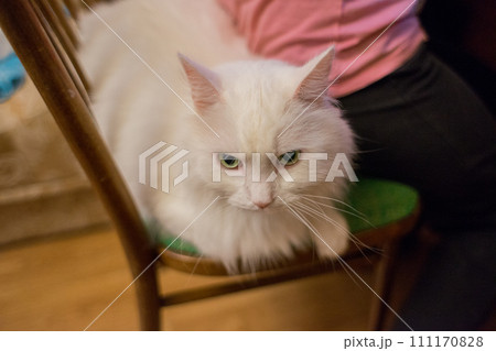white cat sits on a chair 111170828