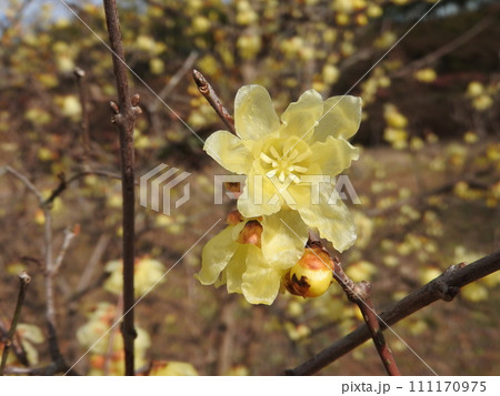 冬に咲く蝋のような半透明の花「蠟梅」 冬に咲く蝋のような半透明の花「蠟梅」 111170975