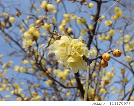 冬に咲く蝋のような半透明の花「蠟梅」 111170977
