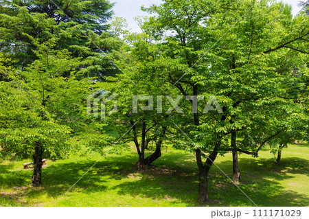 長野県上田市の初夏 新緑の上田城跡公園 長野県上田市の初夏 新緑の上田城跡公園 111171029