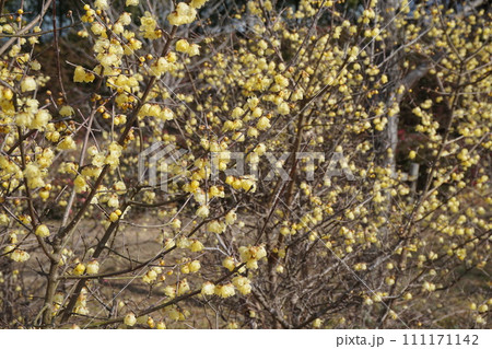 冬に咲く蝋のような半透明の花「蠟梅」 111171142