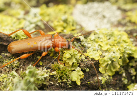 Closeup on a European violet tanbark borer longhorn beetle, Phymatodes testaceus , sitting on wood 111171475
