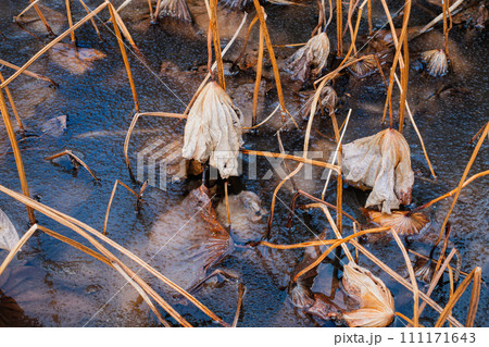 冬の蓮池【安曇野】 111171643