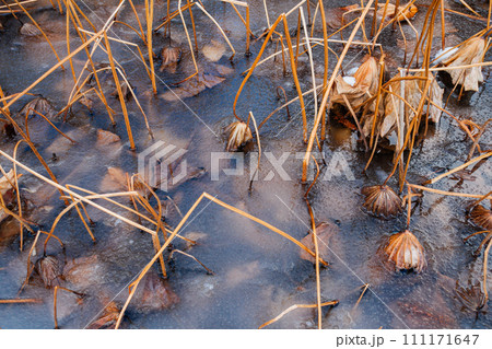 冬の蓮池【安曇野】 111171647