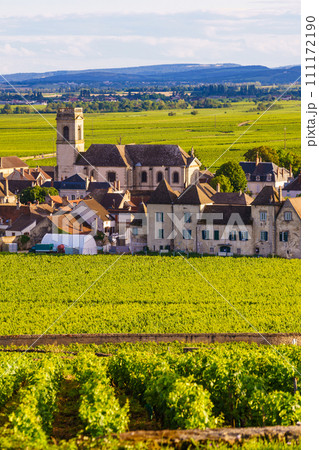 Vineyards and Pommard village, Burgundy in France. 111172190
