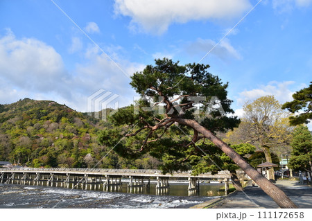 日本の春の京都 嵐山周辺の街並み 観光名所の渡月橋と桂川 美しい桜と新緑 土手に生える立派な松の木 日本の春の京都 嵐山周辺の街並み 観光名所の渡月橋と桂川 美しい桜と新緑 土手に生える立派な松の木 111172658