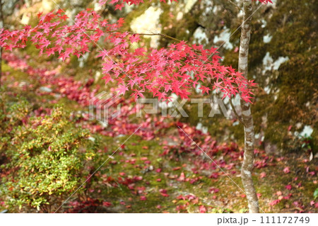 天明公園の紅葉 111172749