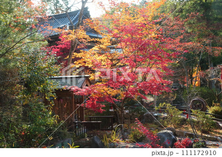 天明公園の紅葉 111172910