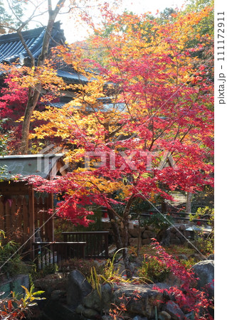天明公園の紅葉 111172911