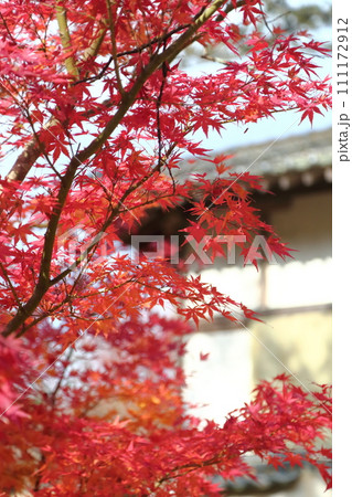 天明公園の紅葉 天明公園の紅葉 111172912