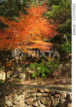 天明公園の紅葉 111172928