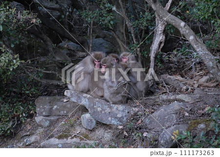 小豆島の猿団子 111173263