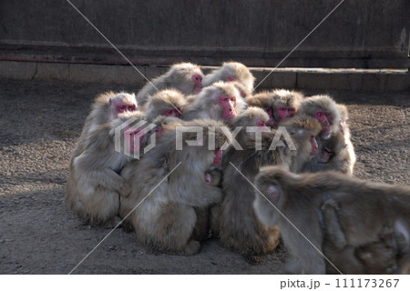 小豆島の猿団子 111173267