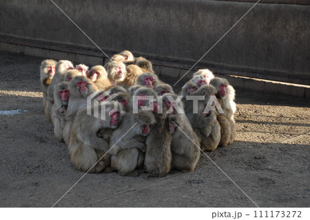 小豆島の猿団子 111173272