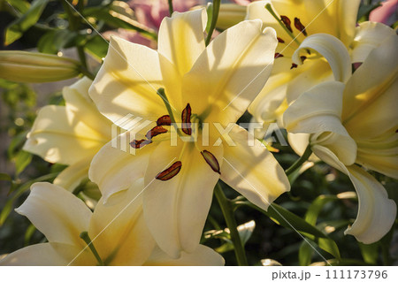 bright yellow lily closeup 111173796