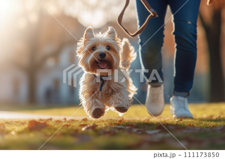 The photoshoot of a happy dog runs with its owner in the park, AI Generative 111173850