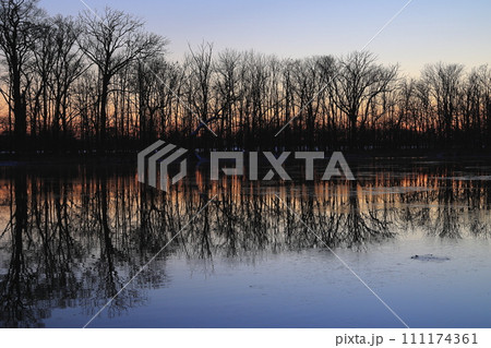 水面に映る樹木 111174361